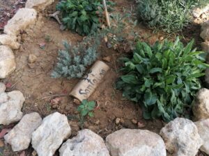 Erbe officinali coltivate nell’Hortus Officinalis dell’Azienda Agraria